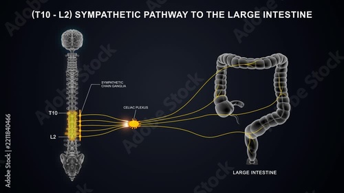 T10 - L2 The sympathetic nerve pathway to the large intestine 3D animation video