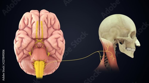 The accessory nerve (11th cranial nerve - CN XI) controls specific neck, shoulders, muscles 3D animation video