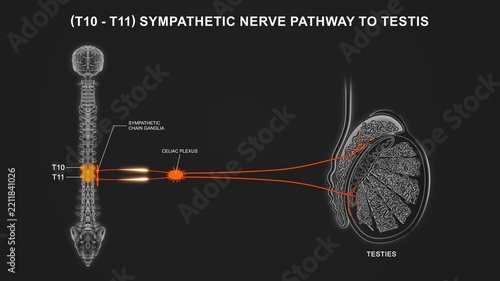 T10 to T11 - The sympathetic nerve pathway to the testis 3d animation