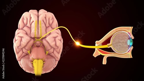 The Optic nerve (CN II) connects the back of the eyeball to the brain 3D animation video