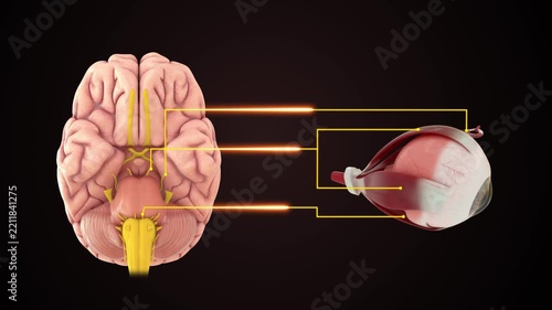 Cranial nerves III, IV, and VI associated with eye muscles 3D animation video