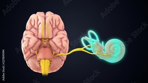 Vestibulocochlear nerve (8th cranial nerve) connected to cochlea 3D animation video