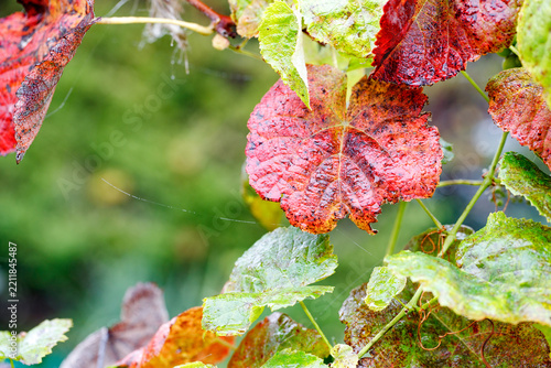 Rainy autumn Vitis vinifera grape leaves, close-up