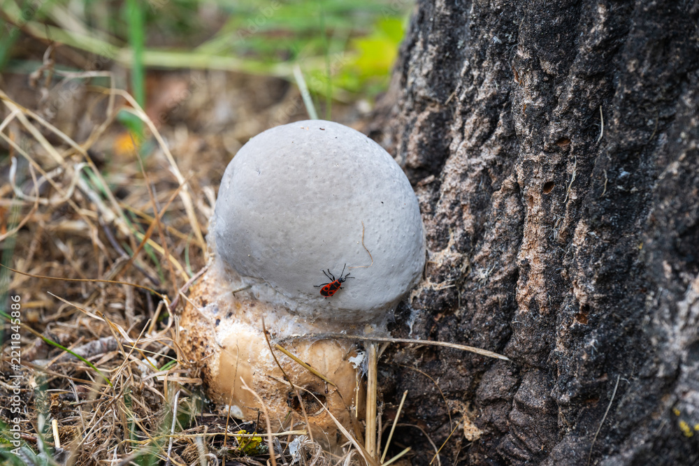 Obraz premium A rounded white puffball mushroom sits at the base of a textured tree trunk with a small red bug crawling across its surface