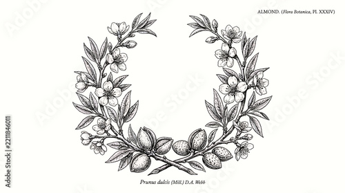 Botanical Illustration Of Almond Tree Prunus Dulcis With Flowers And Fruits