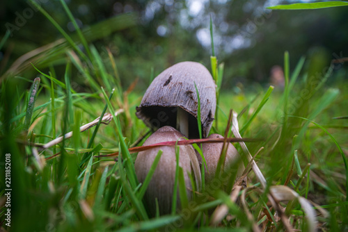 View of wild mushrooms growing in the lush green grass of the woodland floor in Luxulyan, Bodmin, Cornwall, United Kingdom.