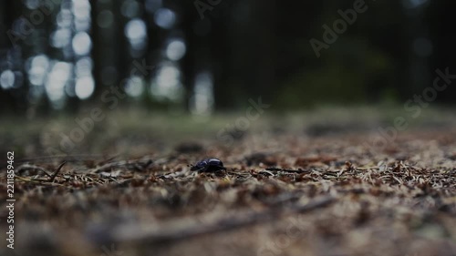 Mistkäfer krabbelt über den Waldboden