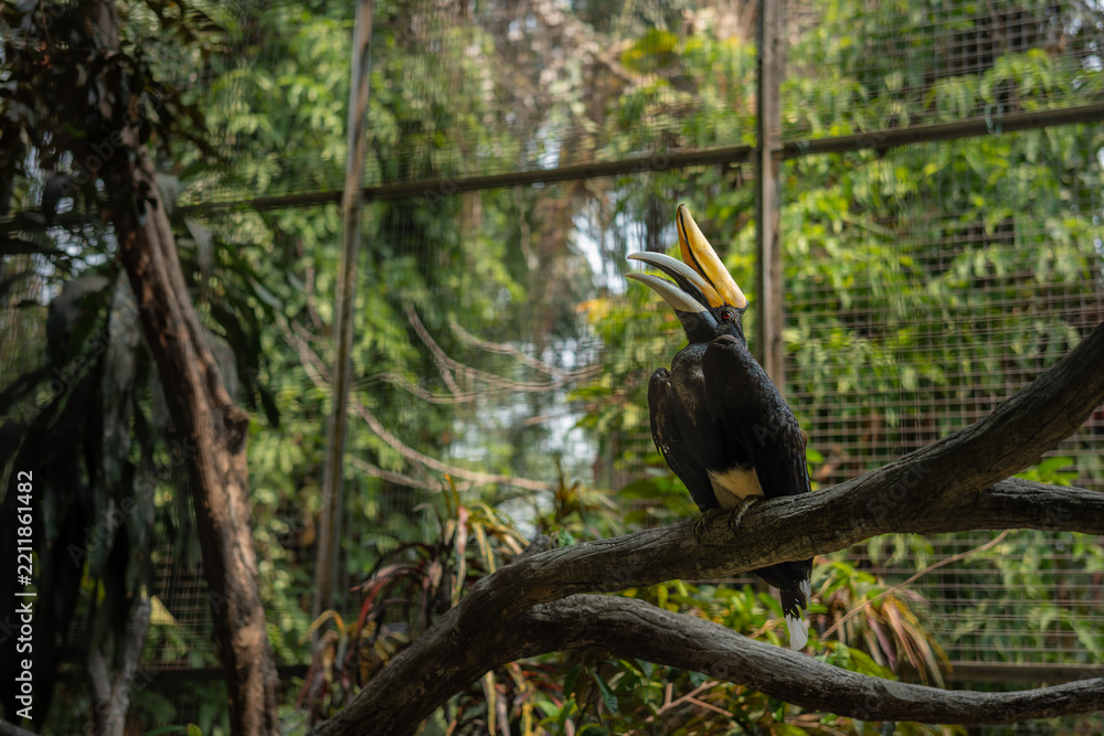 Fototapeta premium Rhinoceros Hornbill Perched on Tree Branch in Tropical Aviary, Majestic Asian Hornbill with Large Curved Bill, Exotic Wildlife Bird Photography, Natural Forest Habitat, Avian Conservation and Ecotouri