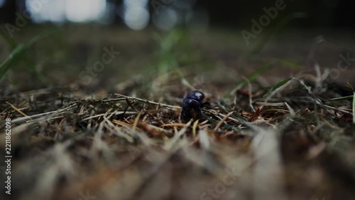 Mistkäfer krabbelt über den Waldboden