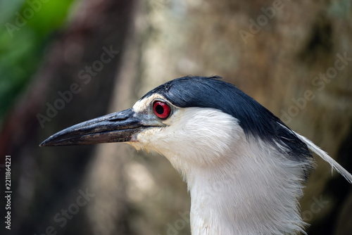 A Black-crowned Night Heron (Nycticorax nycticorax), found on every continent except for Antarctica and Australia.