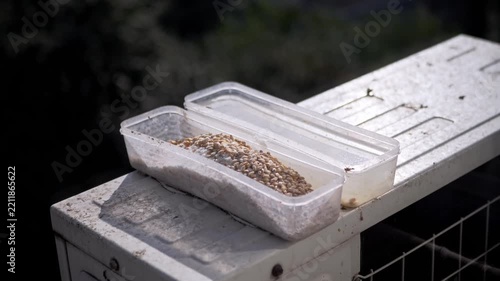Mixed bird seed rests inside a transparent plastic container on an outdoor ledge under bright sun. Detailed grain textures provide an authentic setting for backyard wildlife care stories.