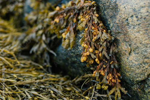 Obraz na plátně Detailed macro shot of brown bladder wrack seaweed with air bladders hanging on coastal rock during low tide
