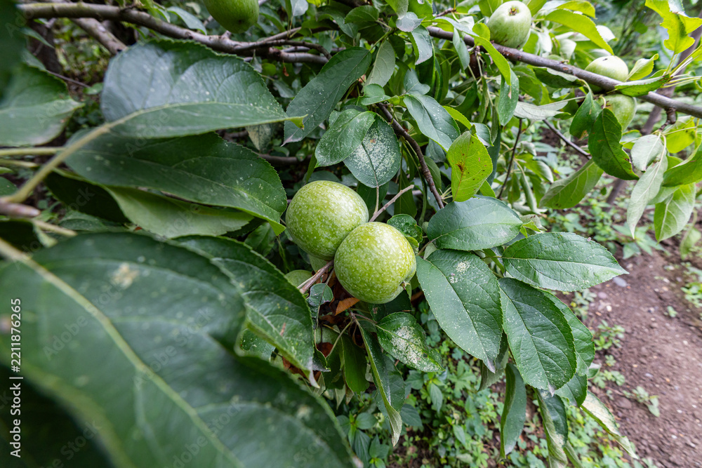 Fototapeta premium Unripe Green Apples Growing on Leafy Tree