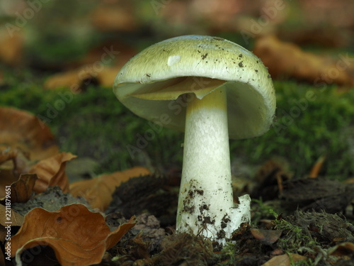 Grüner Knollenblätterpilz, Amanita phalloides