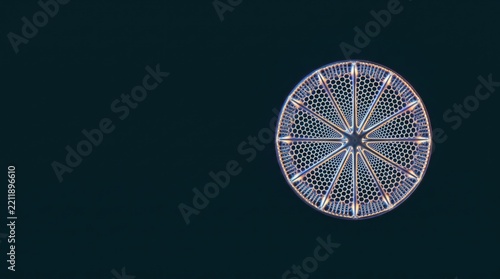 Microscopic diatom circular cell structure