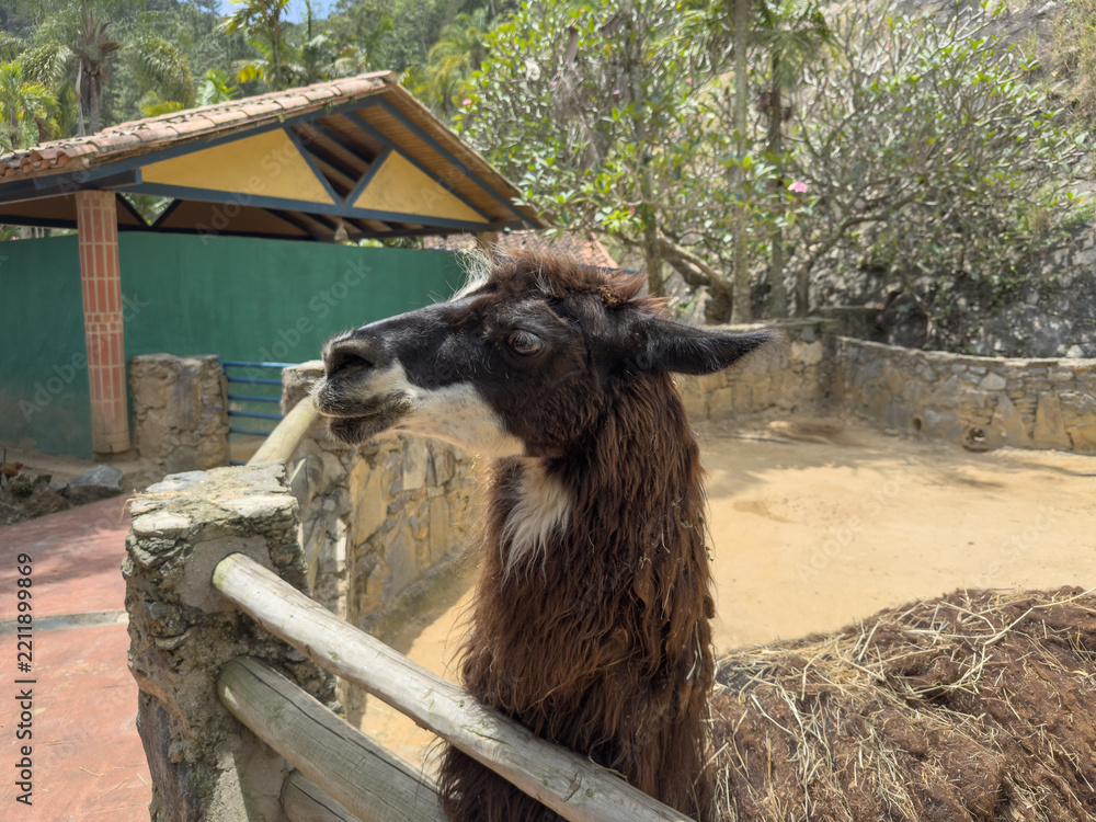 Obraz premium Profile view of the head of a curious brown llama in an outdoor zoo enclosure with a tropical background