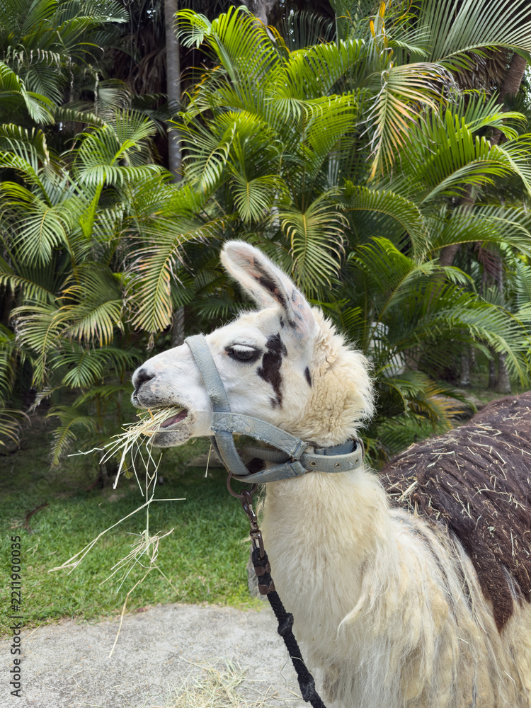 Obraz premium Side view of a white llama eating dry hay against a tropical background