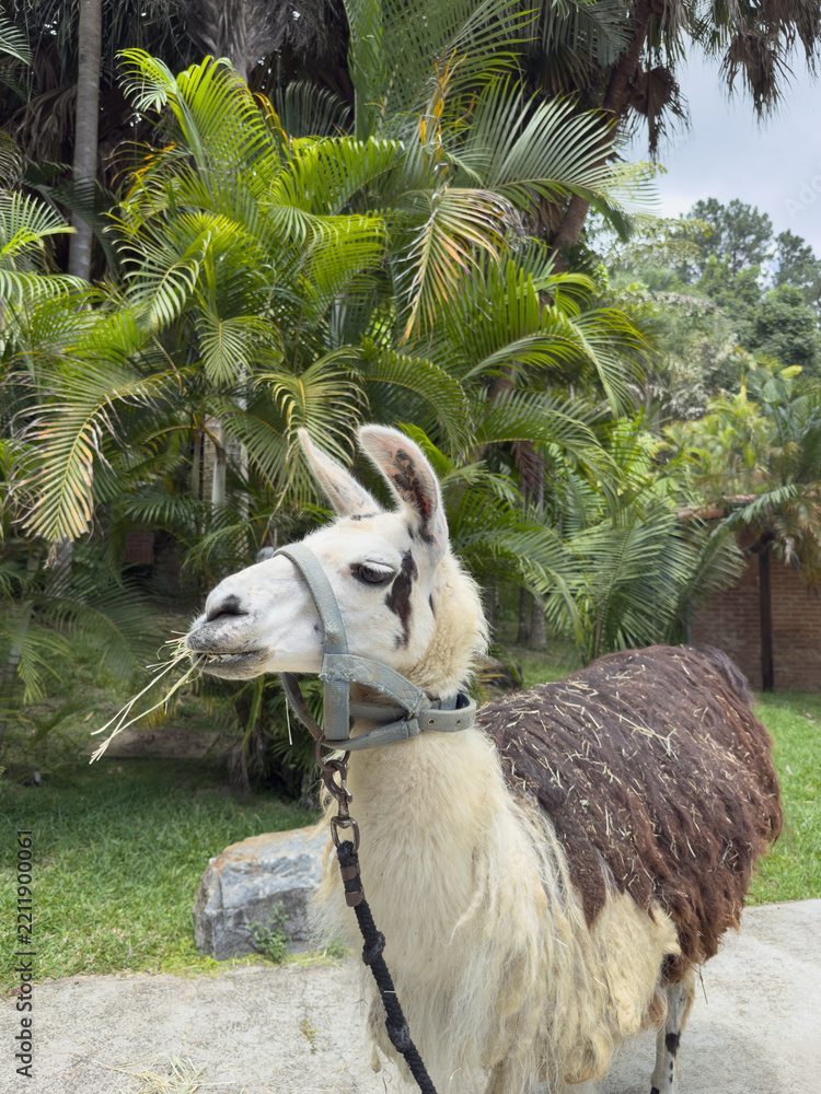 Obraz premium Side-profile portrait of a domestic llama on a farm – chewing grass outdoors with palm trees in the background