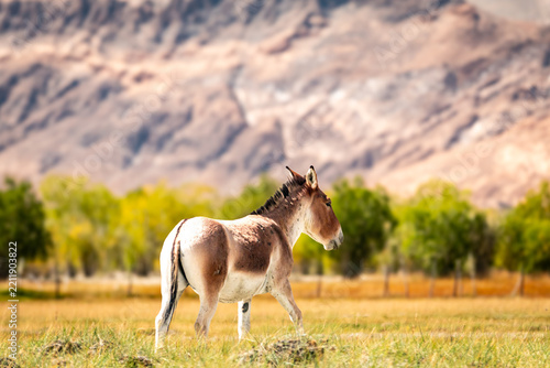 Kiang standing in a sunlit meadow in Ladakh