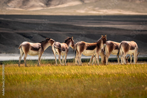 Kiang herd gathered on a grassy Ladakh plateau