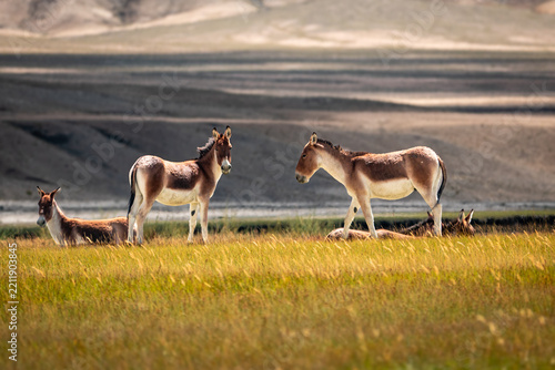 Two kiang facing each other in a Ladakh meadow