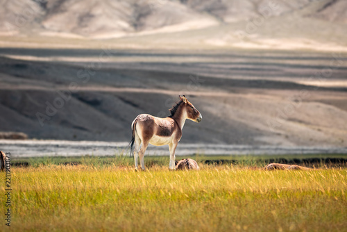 Lone kiang standing below barren Ladakh mountains