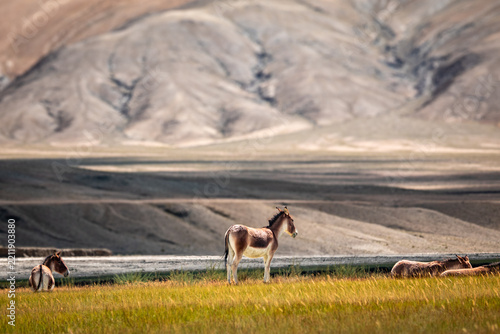 Kiang resting and standing on a Ladakh mountain grassland