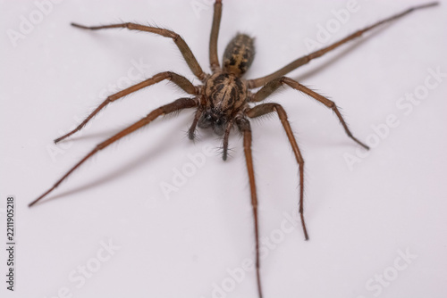 Fotografie Giant house spider in a bath