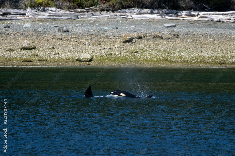 Fototapeta premium Orca and Calf Surfacing Beside a Driftwood-Lined Beach