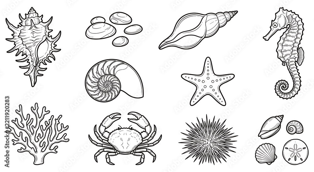 Obraz premium Sea shells starfish and marine life line art set.
