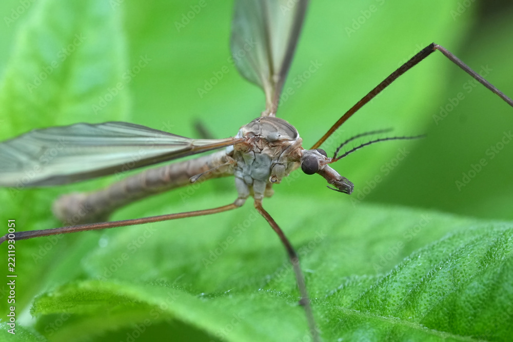Obraz premium Macro shot of a European crane fly, Tipula paludosa, resting on a lush green leaf in a natural outdoor habitat