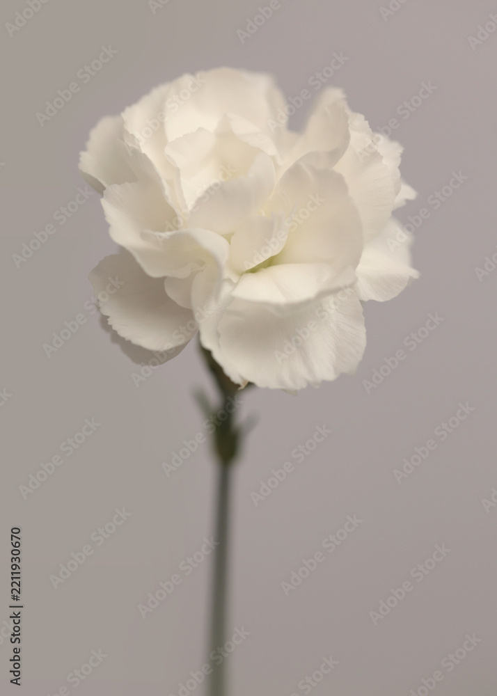 Fototapeta premium Close-up smoke selected soft focus cream beige white Carnation Flower bud. Natural art neutral blur light fog gray background.