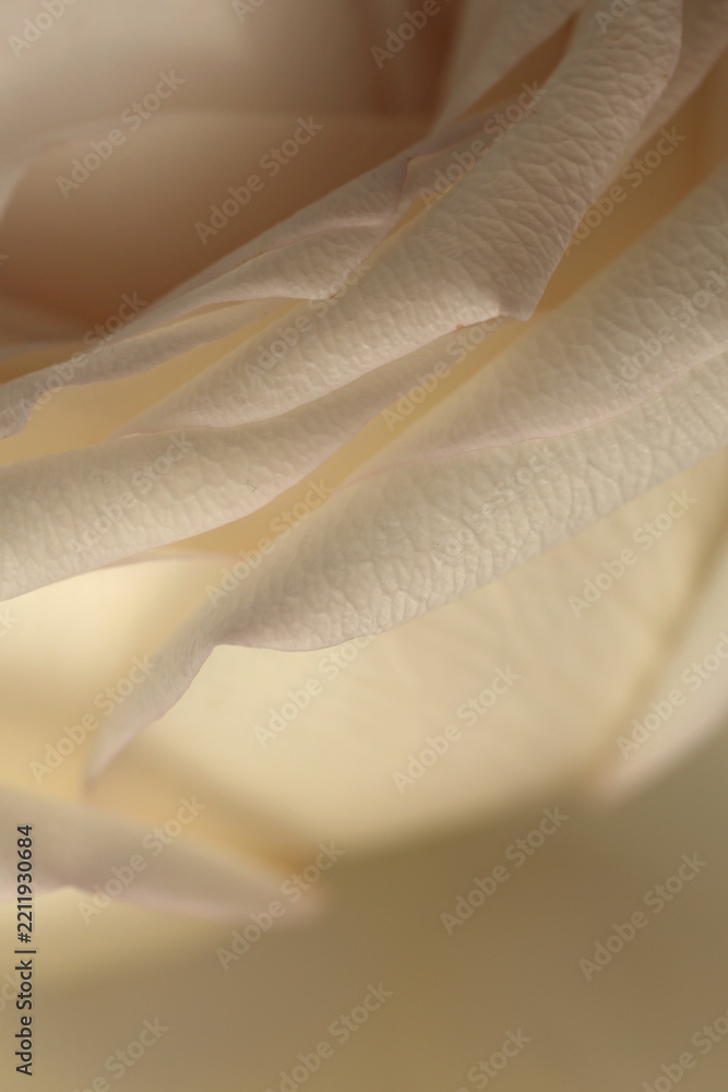 Fototapeta premium Close-up Smoke selected soft focus cream beige white Rose Flower bud Petals. Natural art neutral blur light fog background.