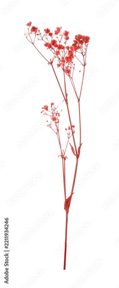 Fototapeta premium Beautiful dried gypsophila flowers isolated on white