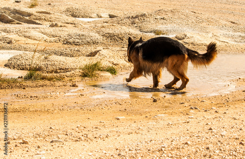 Long-Haired German Shepherd Walking Through Shallow Water Outdoors