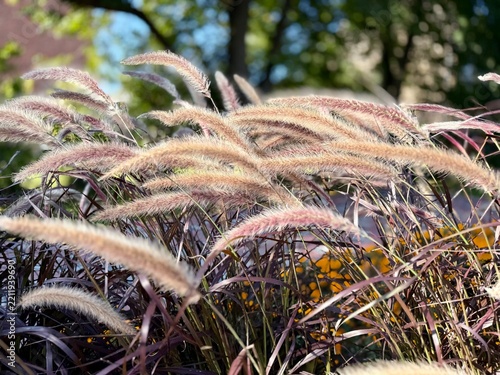 A close-up shot of elegant purple fountain grass plumes gently swaying in a park in Ventspils on August 18, showcasing delicate botanical textures against a blurred background.