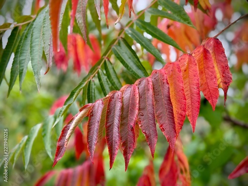 Vibrant autumn foliage with brilliant red and orange pinnate leaves of staghorn sumac (Rhus typhina) hanging from a branch outdoors in Latvia.