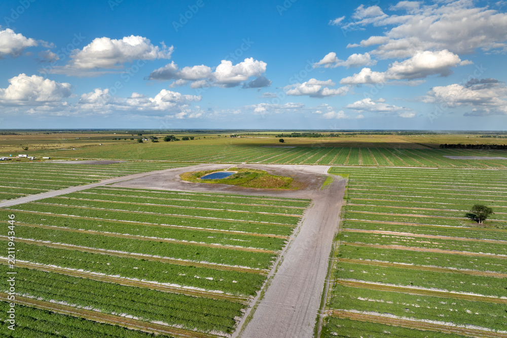 Obraz premium Green ripening agricultural field with growing crop culture in Florida, USA. Farmland landscape in summer season. Farming and agriculture industry