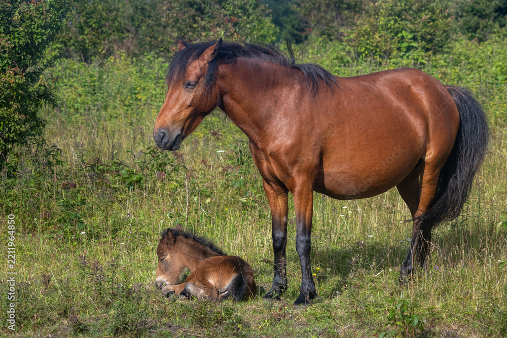 Obraz premium Bay Mare Standing Guard Over Her Sleeping Foal