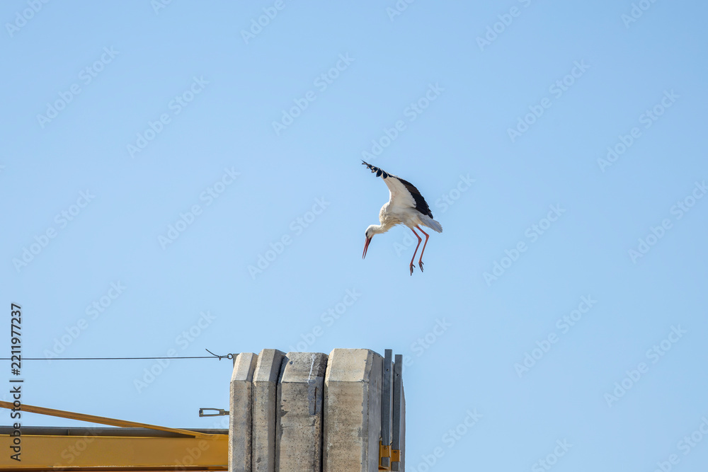 Fototapeta premium White Stork Landing Near Construction Crane on Concrete Structure Against Blue Sky