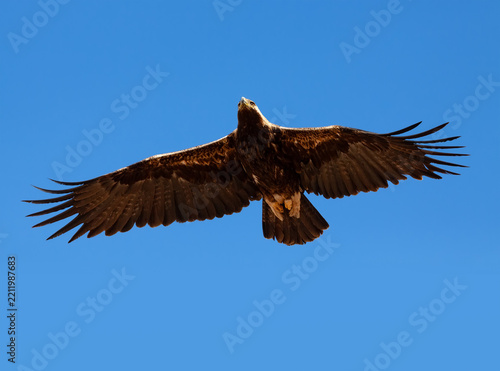 Adult Eastern Imperial Eagle (Aquila heliaca) in flight overhead in the blue sky, Southern Kazakhstan
