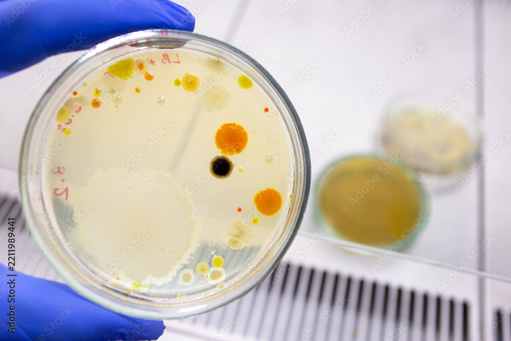 Fototapeta premium A Petri dish containing dangerous human epidemic pathogens; dangerous bacteria in a laboratory Petri dish; antibiotic development.