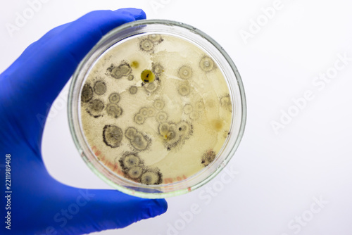 Circular colonies of bacteria and mold on a Petri dish held in a scientist's hand; the bacteria exhibit antagonism toward the mold.