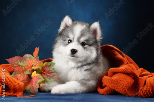 Siberian Husky Puppy Lying Beside Orange Blanket and Autumn Leaves