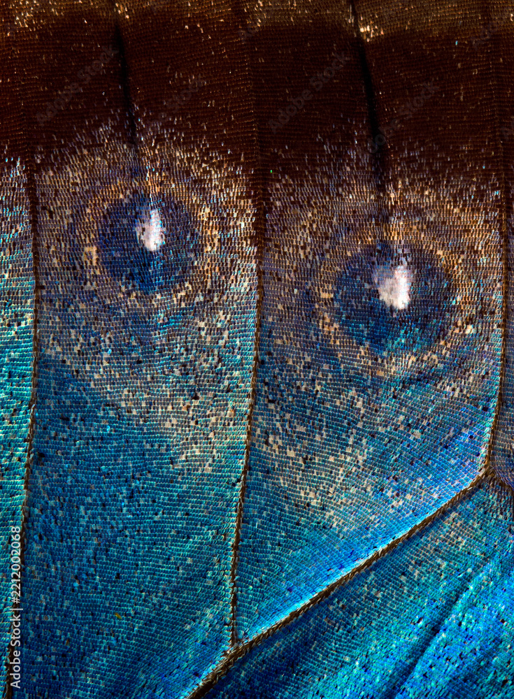 Naklejka premium Butterfly wing texture background. Detail of morpho butterfly wings.