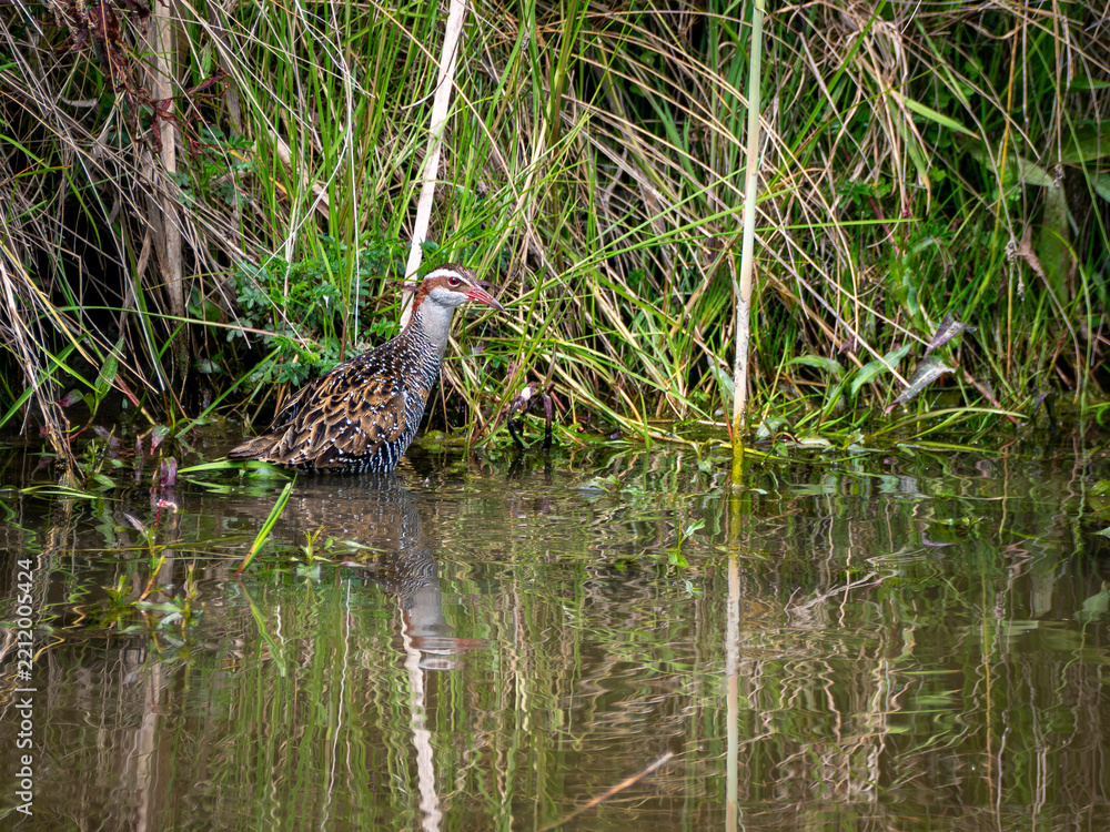 Obraz premium A Buff Banded Rail a secretive bird is pictured around the edges of a pond with reeds and grasses in the background. 