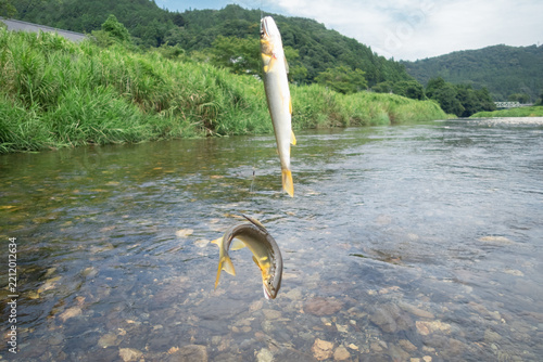Plakat 鮎の友釣り
