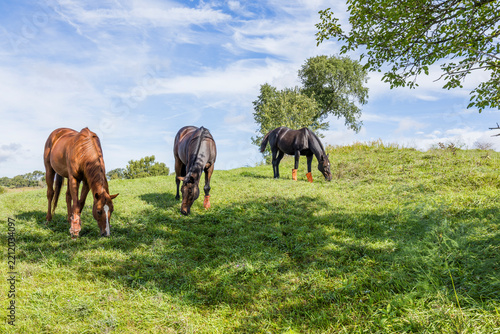 Three horses with fly boots grazing on a hill facing forward.