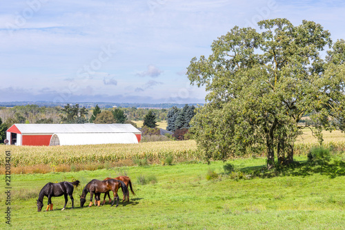 Horses grazing on a hill on a farm with red buildings. 