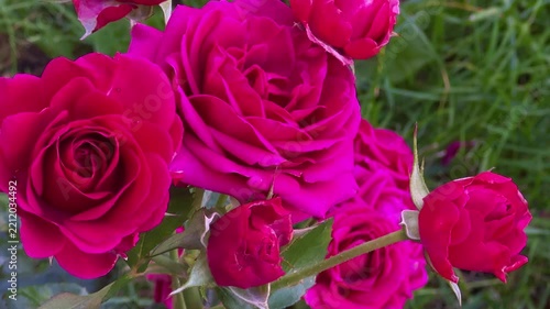 pink rose video. pink rose macro
